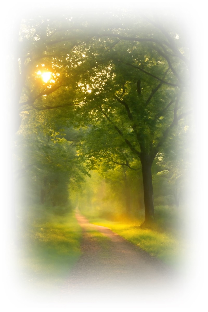숲길과 빛